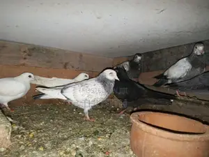 Pigeon