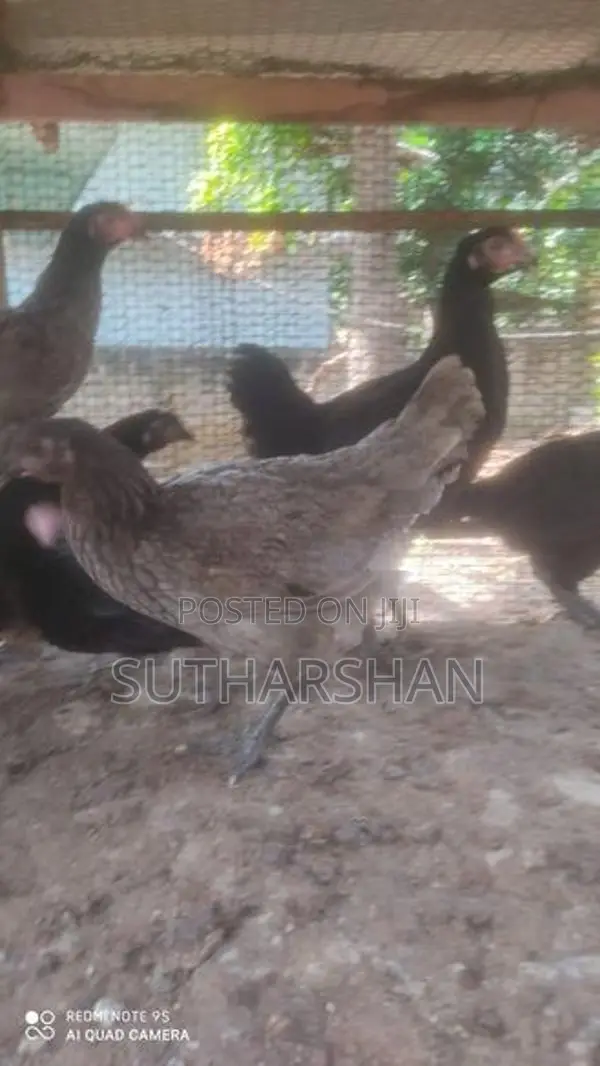 Country Chickens