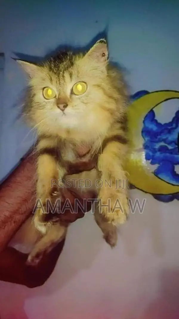 Persian Kitten