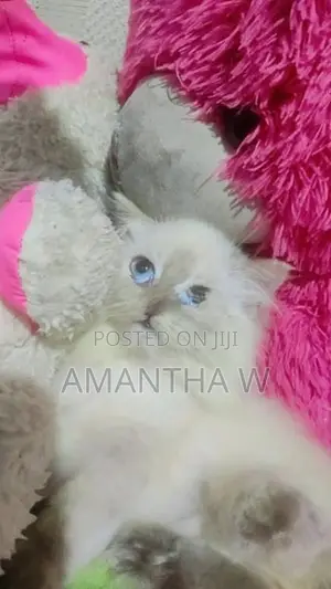 Persian Kitten