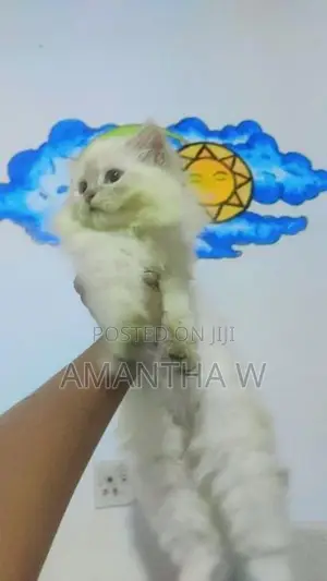 Persian Kitten
