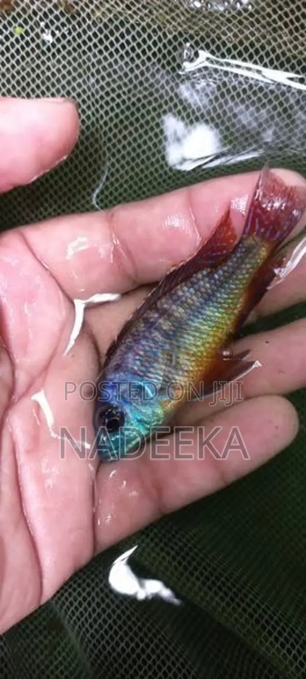 Malawi Fish