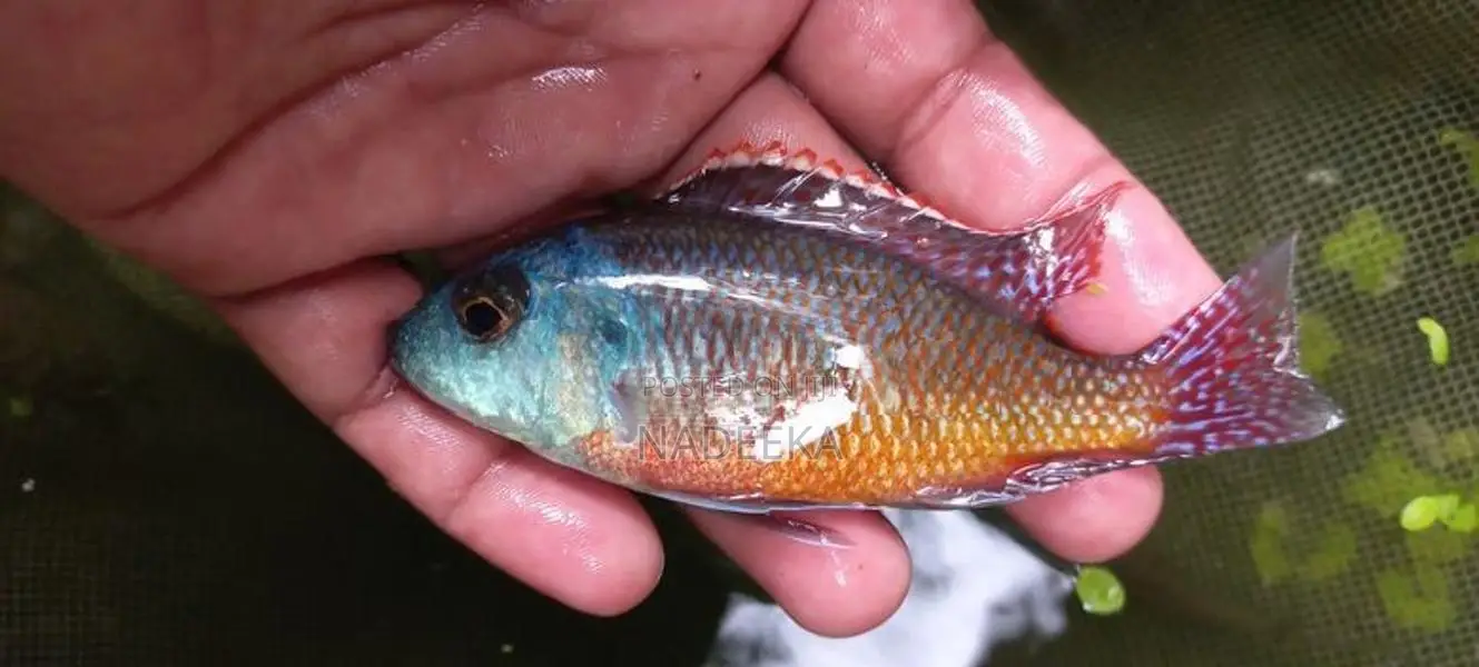 Malawi Fish