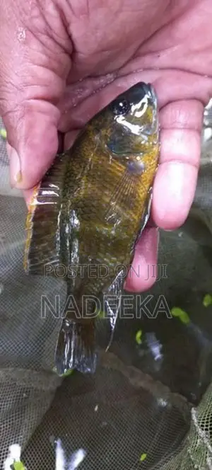Malawi Fish