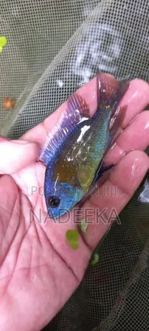Malawi Fish