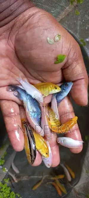 Malawi Fish