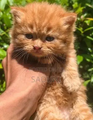 Persian Kitten