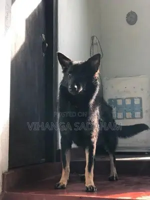 German Shepherd Dog