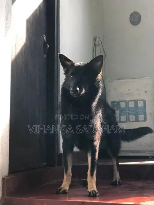 German Shepherd Dog