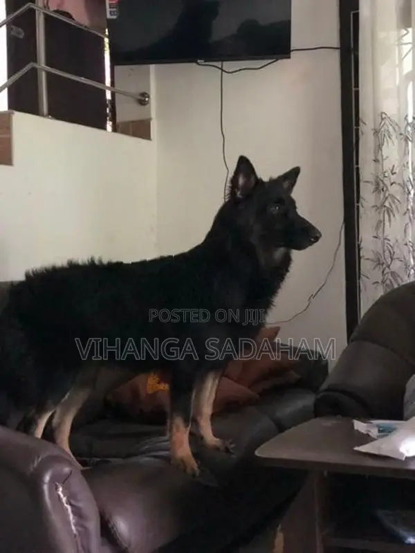 German Shepherd Dog