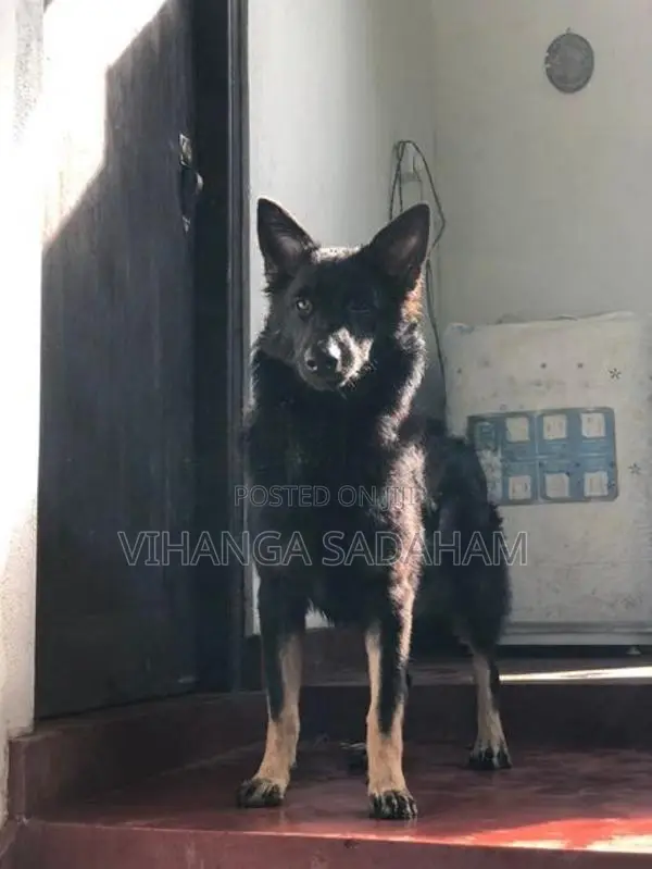 German Shepherd Dog
