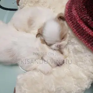 Shih Tzu puppies