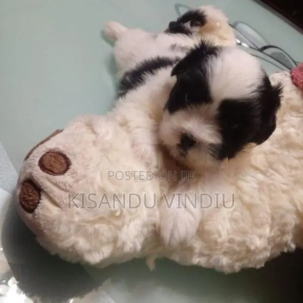Shih Tzu puppies