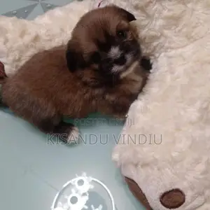 Shih Tzu puppies