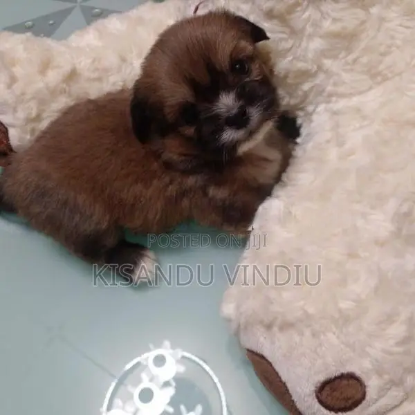 Shih Tzu puppies