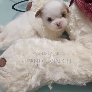 Shih Tzu puppies