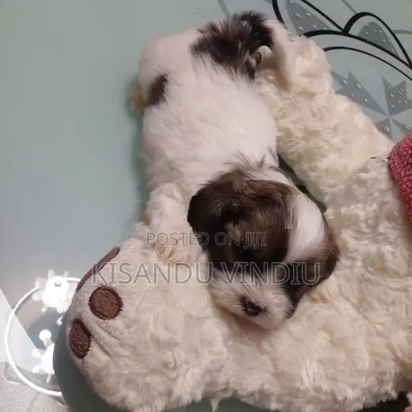 Shih Tzu puppies