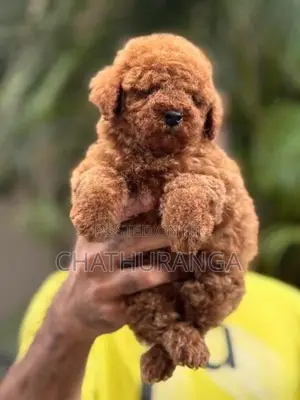 Toy Poodle Puppies