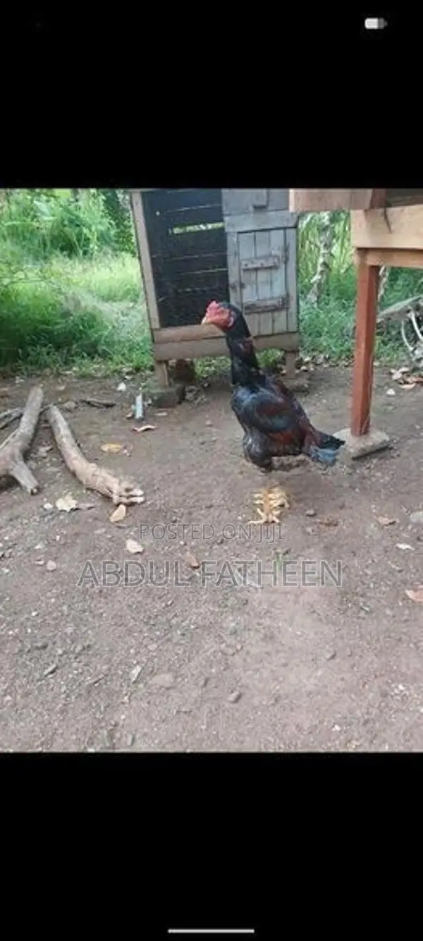Rooster
