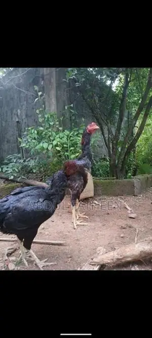 Rooster