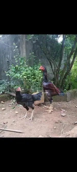 Rooster