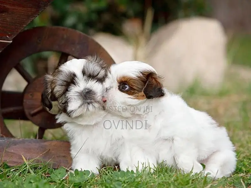 Shih Tzu Puppies