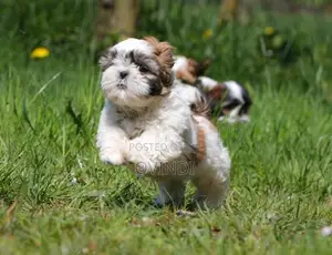 Shih Tzu Puppies