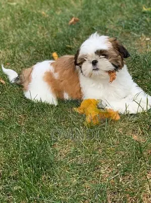 Shih Tzu Puppies
