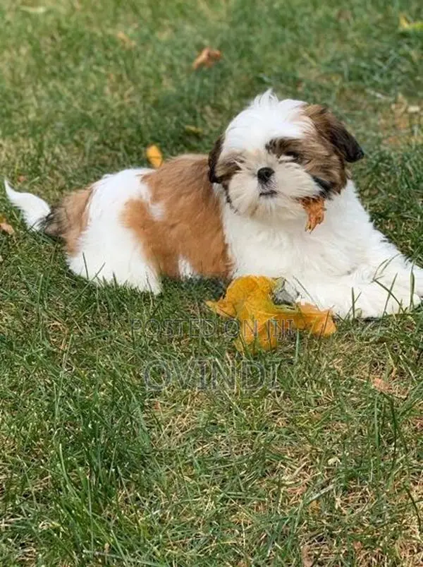 Shih Tzu Puppies