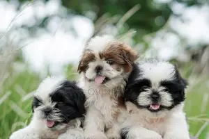 Shih Tzu Puppies