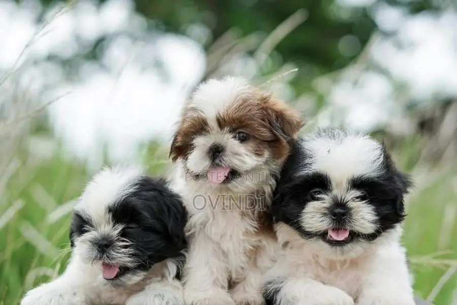 Shih Tzu Puppies