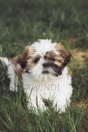 Shih Tzu Puppies