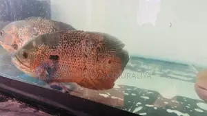 Oscar Fish