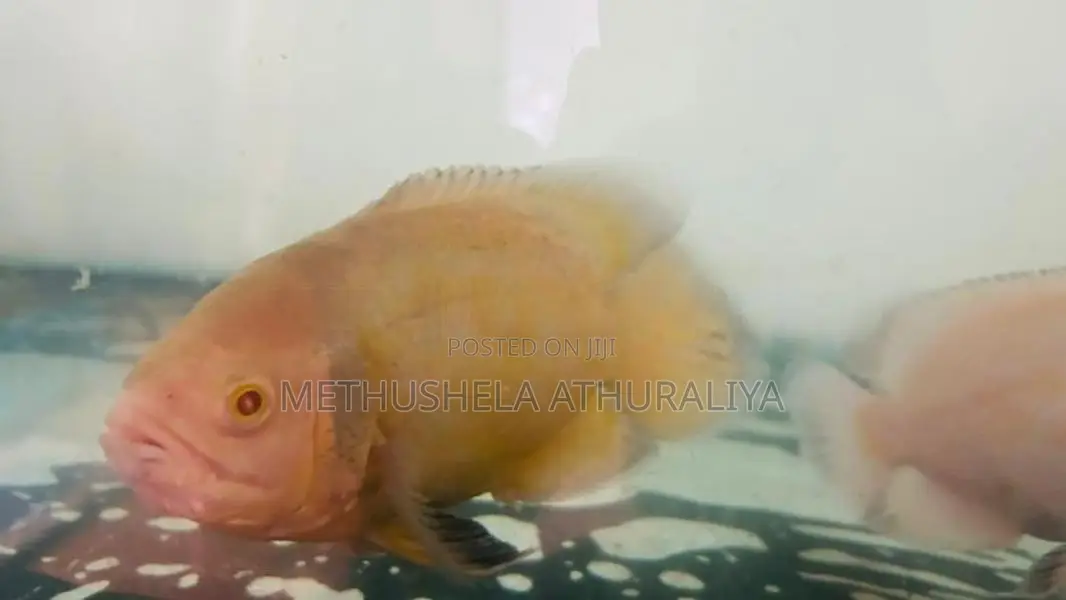 Oscar Fish