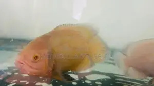 Oscar Fish