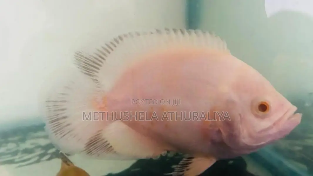 Oscar Fish