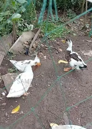 තාරාවන්