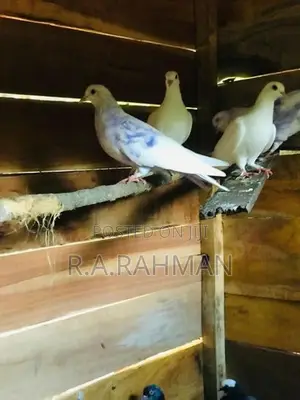 Pigeons