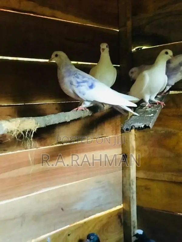 Pigeons
