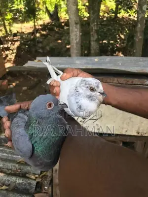 Pigeons