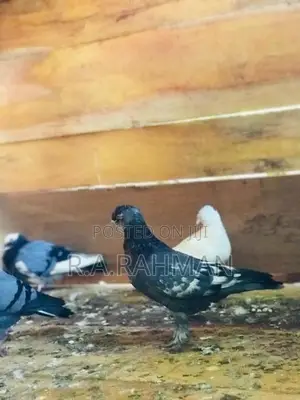 Pigeons