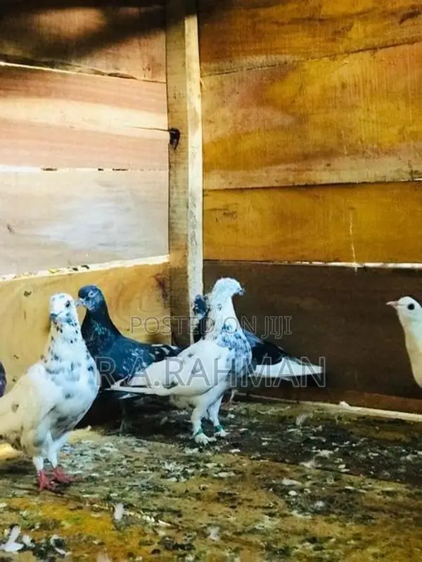 Pigeons