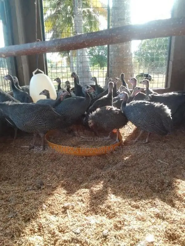ගිනිකුකුළන්