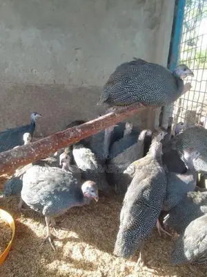 ගිනිකුකුළන්