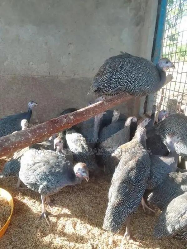 ගිනිකුකුළන්
