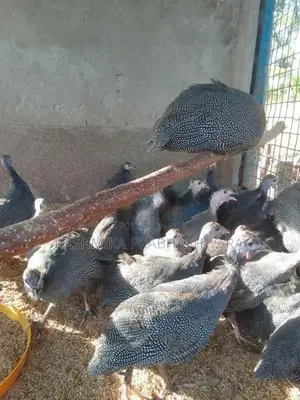 ගිනිකුකුළන්