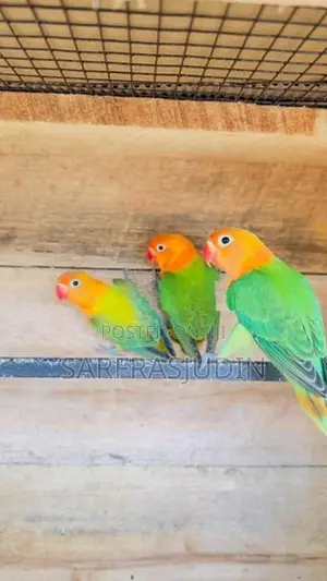 African Love Birds