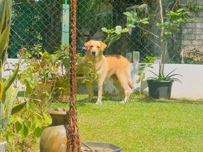 Labrador Retrieve
