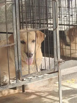 Labrador Retrieve