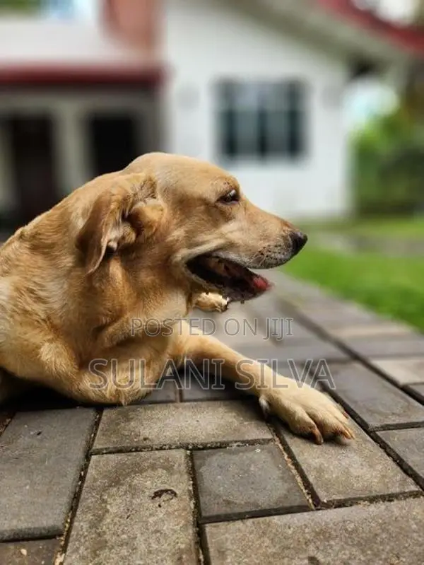 Labrador Retrieve